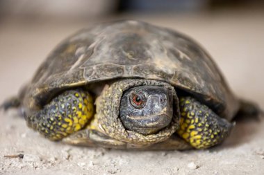 Güneşli bir günde yerde bir kaplumbağanın yakın çekimi.