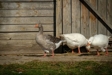 Çiftlikte yiyecek arayan kazların manzarası.