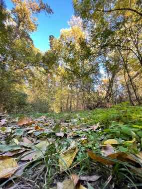 Bir ormanın derinliklerinde yere düşen yaprakların dikey görüntüsü.