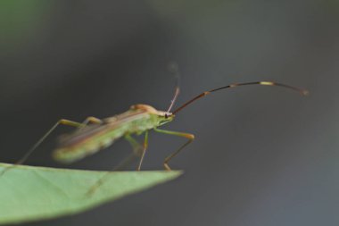 Yeşil yapraklı yeşil bir Trigonotylus ruficornis böceğinin yakın çekimi.