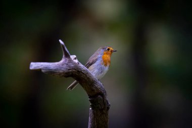 Bulanık bir arkaplanda tahta bir dala tünemiş Avrupalı bir bülbül manzarası