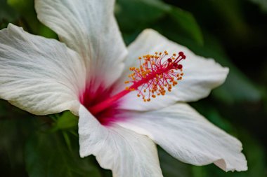 Çiçek açan bir Hibiscus çiçeğinin yakın plan çekimi.