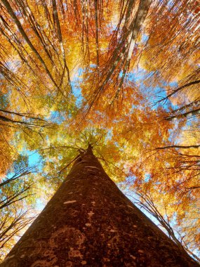 Dik bir balık gözü alçak açılı, uzun ve ince bir ağacın renkli yapraklarla sonbaharda çekilmiş görüntüsü.