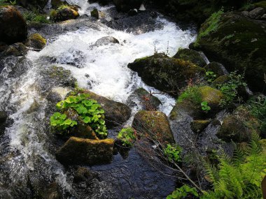 Ormanda akan güzel bir nehrin yüksek açılı görüntüsü.