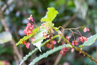 Bahçede açan güzel Begonya 'nın yakın plan çekimi.