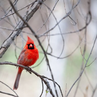 Çıplak bir ağaç dalına tünemiş kızıl kuzeyli bir kardinal.