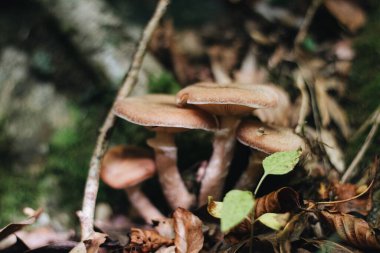 Büyüleyici bir ormanda huzurlu bir mantar manzarası.
