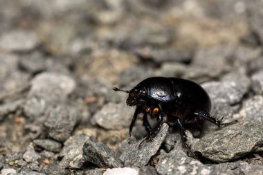 Bir taşın üzerindeki böceğe yakın çekim