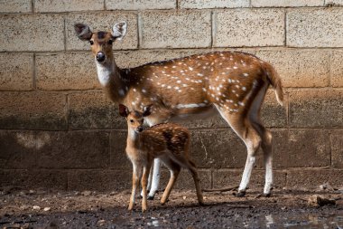 Yavrusu kameraya bakan anne bir geyik.