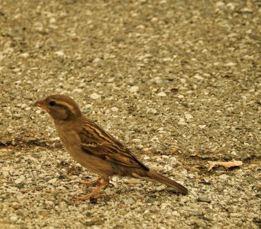 Yere serilmiş bir serçenin yakın plan çekimi.