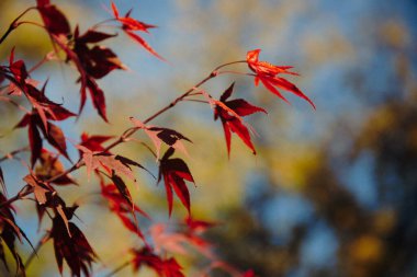 Sonbahar renklerinde bir akçaağaç yaprağı seçici