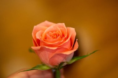 Elinde bir portakal gülü