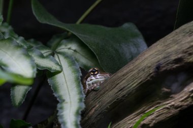 Ağaçtaki bir ağaç kurbağasının fotoğrafı.