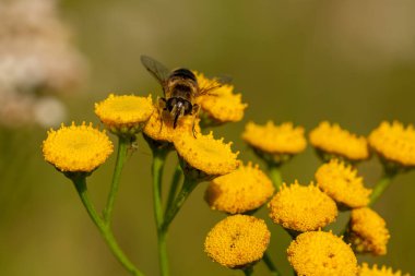 A closeup of a bee on a flower in a garden