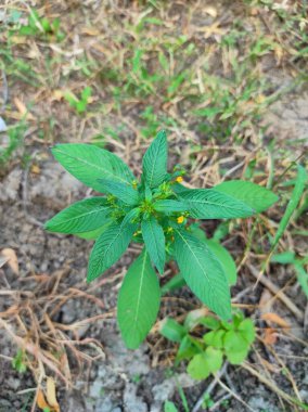 Güzel bir Hint köyü fotoğrafı. Orman ağacı ve çiçekler.