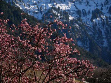 Alplere karşı pembe çiçekli çiçek açan ağaç..