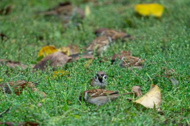 Yeşil bir tarlada kuru yapraklarla yürüyen küçük şirin ev serçeleri.