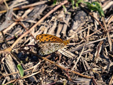 Japonya, Yamato 'daki Izumi Orman Parkı' nın zeminindeki Tropikal Fritiller 'in makro görüntüsü.