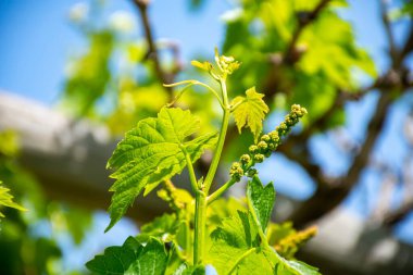 Güneşli bir günde, üzüm bağının yakınından.
