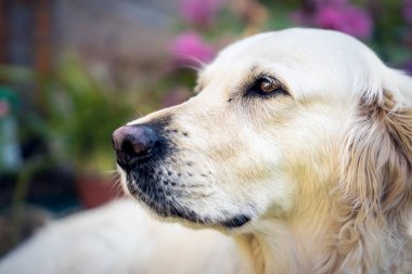 Bahçede mutlu bir golden retriever köpeğinin yakın çekimi.