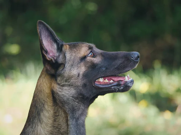 Belçikalı Bir Çoban Köpeğinin Doğal Bir Odak Noktası — Stok fotoğraf