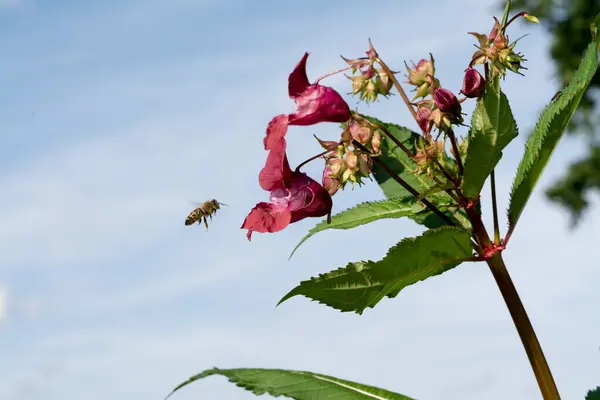 Closeup Bee Flower Garden — Fotografia de Stock