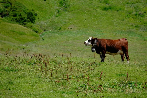 A brown cow on the hill covered in greenery