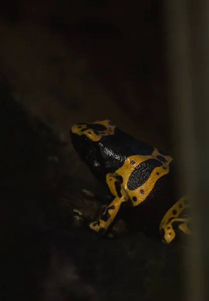 Gece Yerde Duran Sarı Siyah Bir Kurbağanın Dikey Görüntüsü — Stok fotoğraf