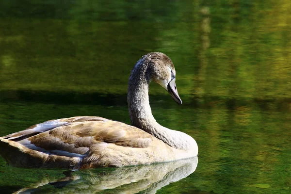 Hnědá Labuť Plovoucí Jezeře Odleskem Slunečného Dne — Stock fotografie