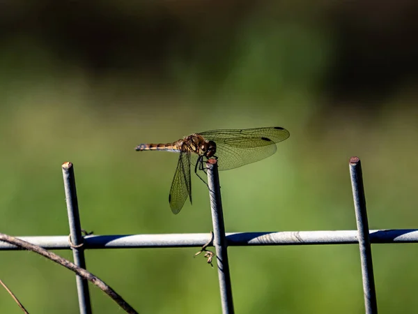 Gros Plan Une Libellule Dard Automne Sur Une Clôture Métallique — Photo