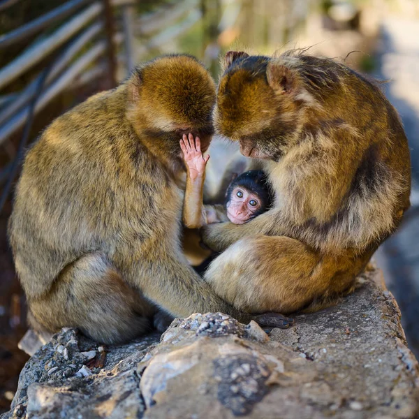 Primer Plano Monos Macacos Macaco Bebé — Foto de Stock
