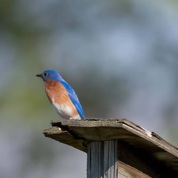 Ένα Bluebird Σκαρφαλωμένο Μια Ξύλινη Κατασκευή Ένα Θολό Φόντο Χώρο — Φωτογραφία Αρχείου
