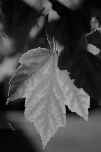 Grayscale Maple Leaves — Stock Photo, Image