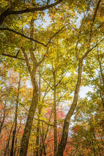 Vertical Shot Forest Autumn Colors — Stok fotoğraf