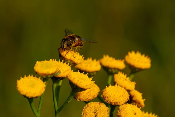 Closeup Bee Flower Garden — Stockfoto