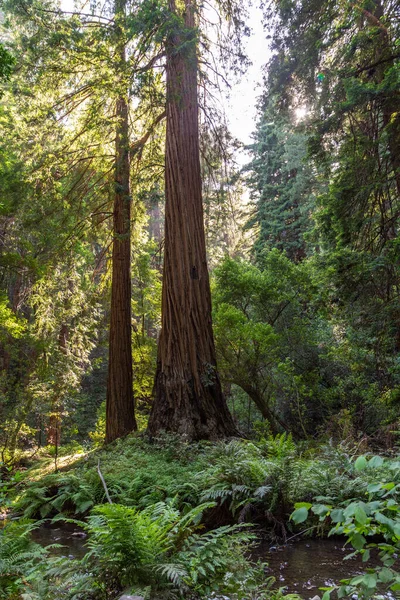 Colpo Verticale Della Foresta Legno Rosso Durante Giorno — Foto Stock