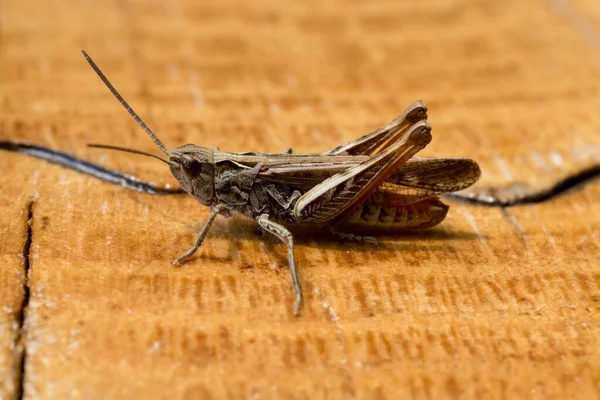 Closeup Photo Gray Grasshopper Insect — Stock Photo, Image