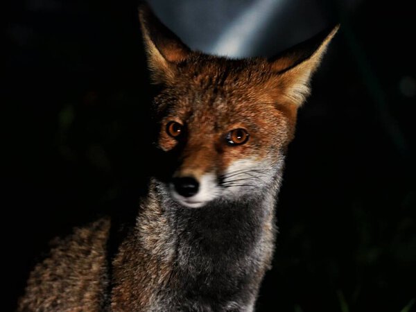 A closeup of a beautiful sly red fox in the nighttime staring into the distance with a dark background
