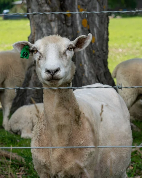 Widok Pięknej Owcy Farmie Zielonej Trawie Patrząc Słodkie — Zdjęcie stockowe