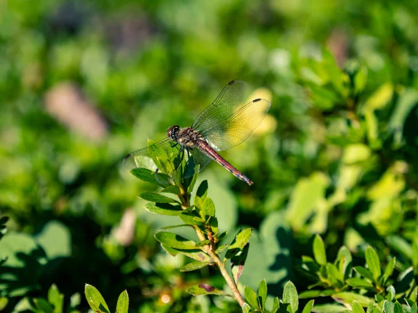 Gros Plan Une Libellule Dard Automne Sympetrum Frequens Sur Une — Photo