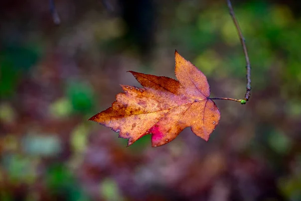 Closeup Shot Orange Leaf Tree Blurred Background — Stock Photo, Image