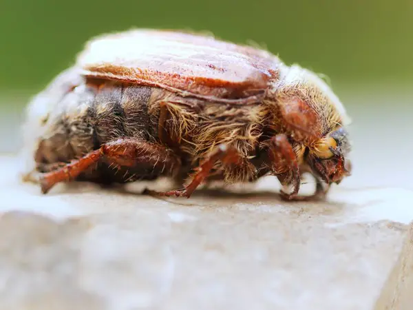 Gros Plan Coléoptère Brun Flou Debout Sur Sol Avec Fond — Photo