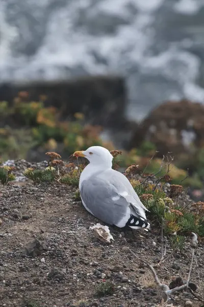 Krásný Racek Pláži — Stock fotografie