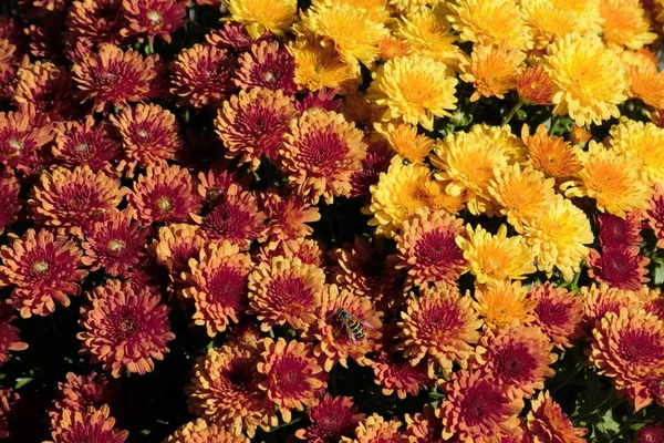 Blooming Chrysanthemums Garden — Stock Photo, Image