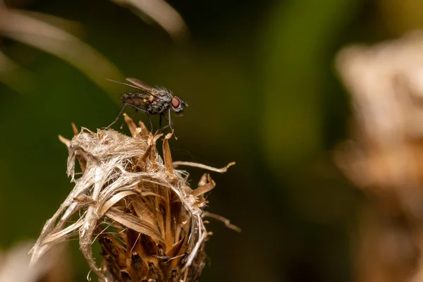 Großaufnahme Einer Fliege Auf Einer Pflanze Garten — Stockfoto