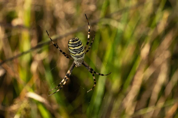 背景がぼやけたクモのクローズアップ — ストック写真