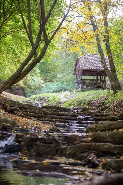 Vertical Shot Stream Forest Covered Greenery Autumn — Stock Photo, Image