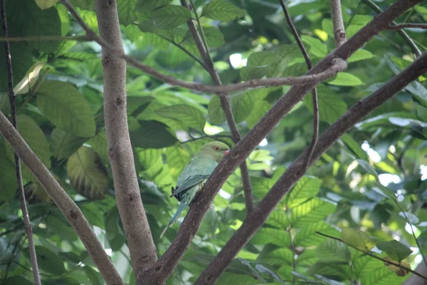 Låg Vinkel Bild Grön Papegoja Gömmer Sig Ett Träd — Stockfoto