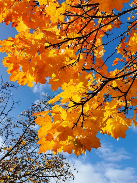 Árbol Arce Colorido Hojas Contra Cielo Azul Nublado Otoño —  Fotos de Stock