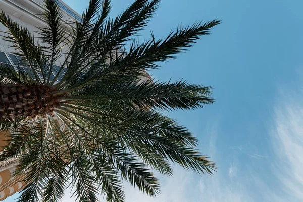 ラスベガスのヤシの木と澄んだ空の低角度のショット — ストック写真